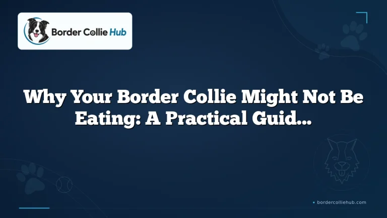 Why Your Border Collie Might Not Be Eating: A Practical Guide for Owners