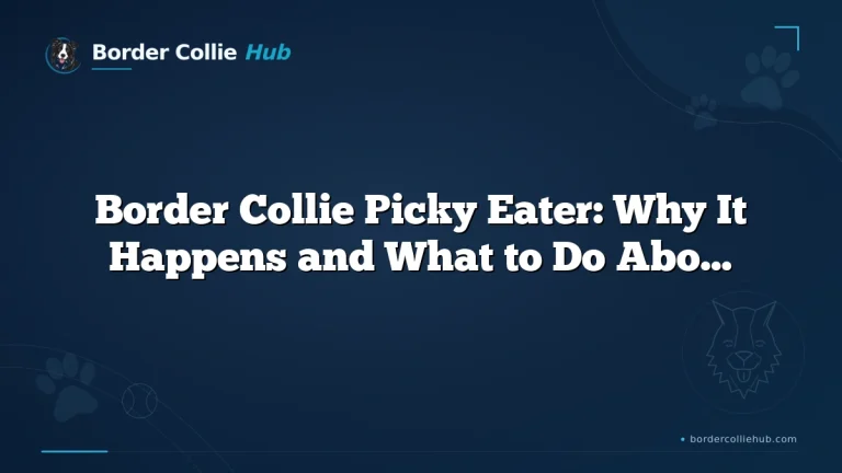 Border Collie Picky Eater: Why It Happens and What to Do About It