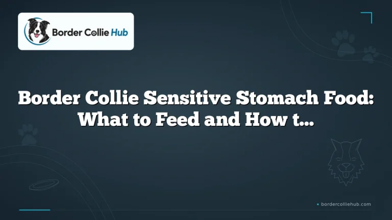 Border Collie Sensitive Stomach Food: What to Feed and How to Choose It