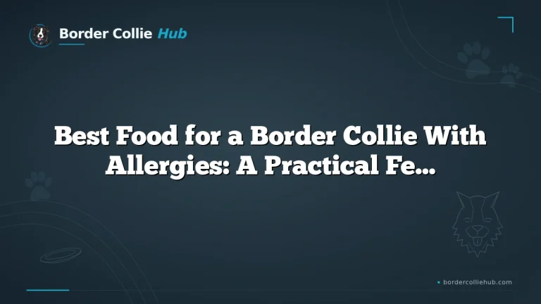 Best Food for a Border Collie With Allergies: A Practical Feeding Guide