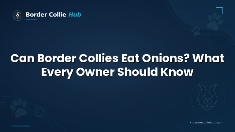 Can Border Collies Eat Onions? What Every Owner Should Know