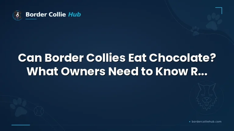 Can Border Collies Eat Chocolate? What Owners Need to Know Right Away