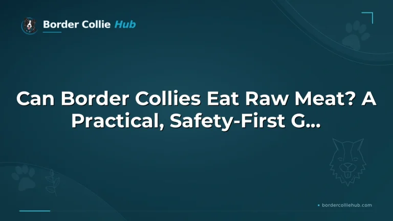 Can Border Collies Eat Raw Meat? A Practical, Safety-First Guide