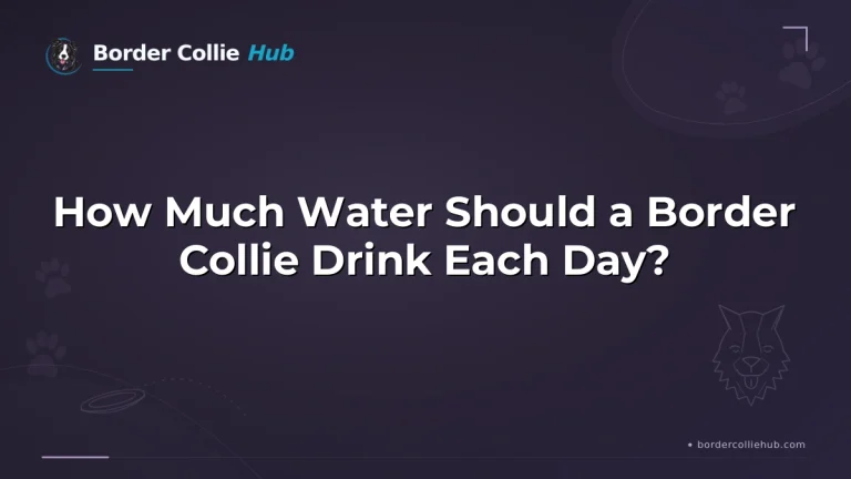 How Much Water Should a Border Collie Drink Each Day?