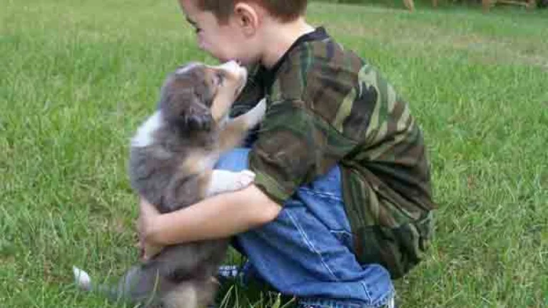 Are Border Collies Good Family Dogs: The Ultimate Guide