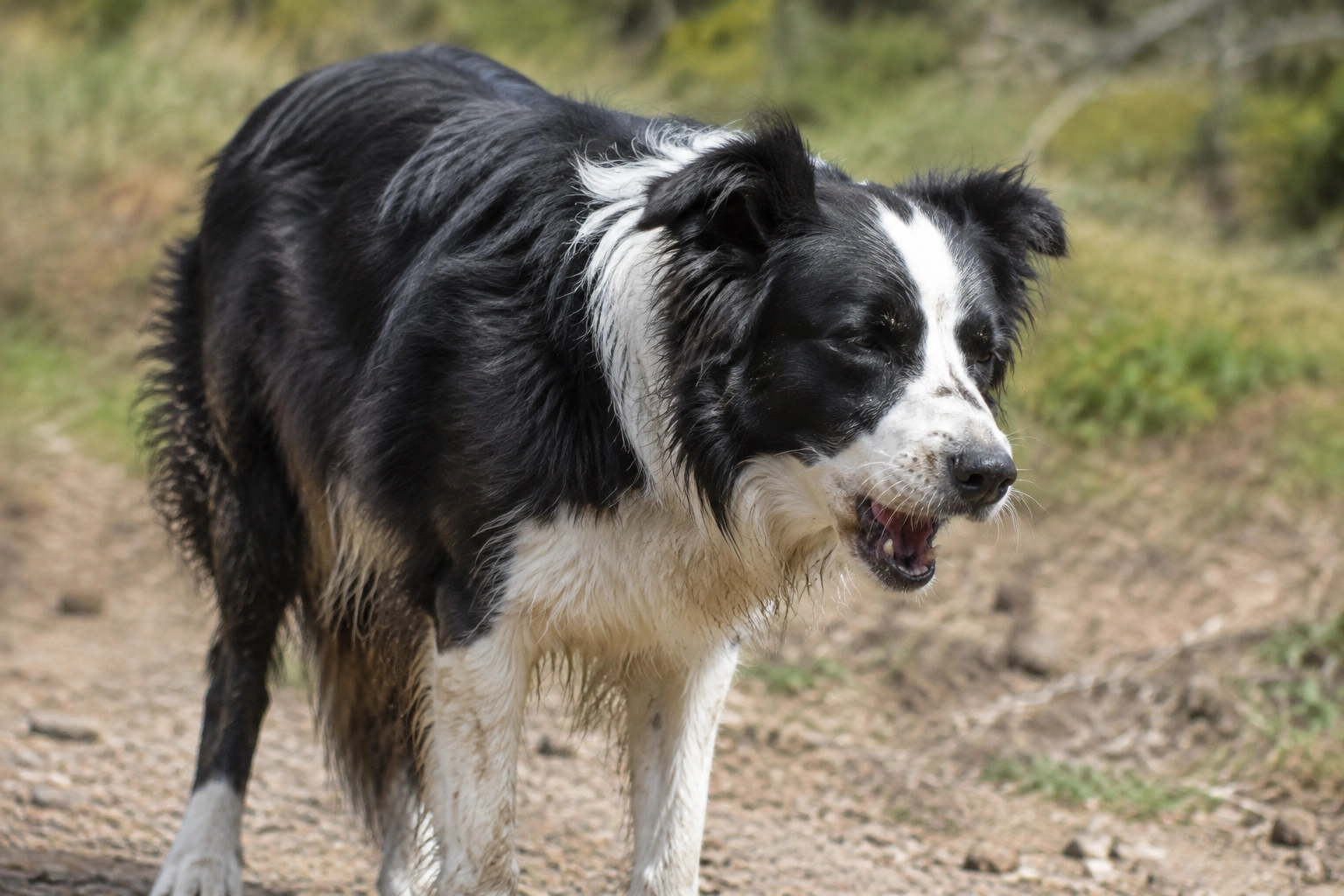Border Collie coughing after dusty outdoor exposure