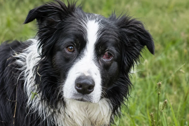 Border Collie with eye irritation after running outdoors