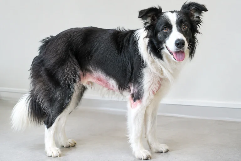 Border Collie with mild red skin irritation on the belly and armpit area