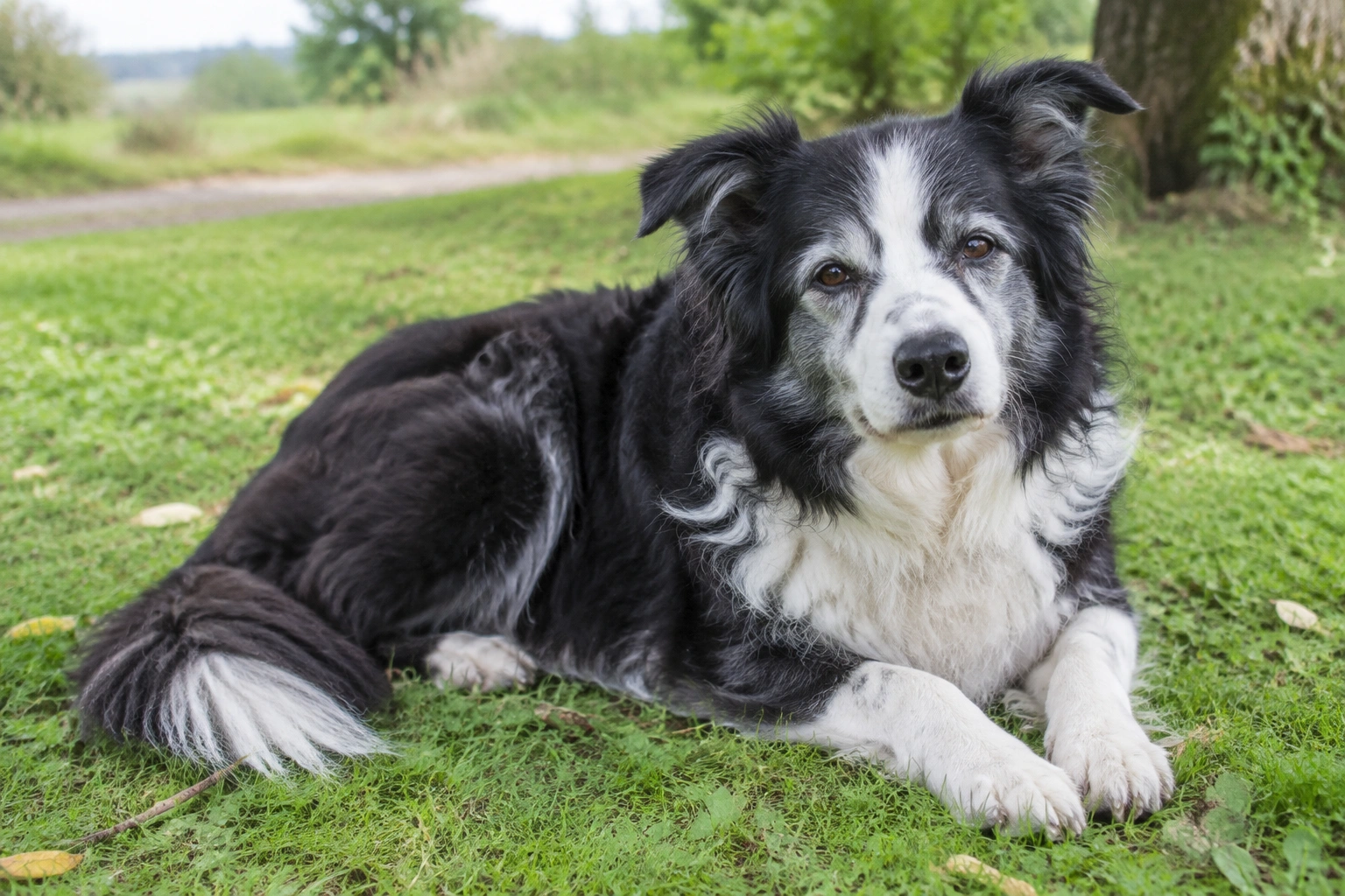 Older Border Collie resting after a gentle walk on grass