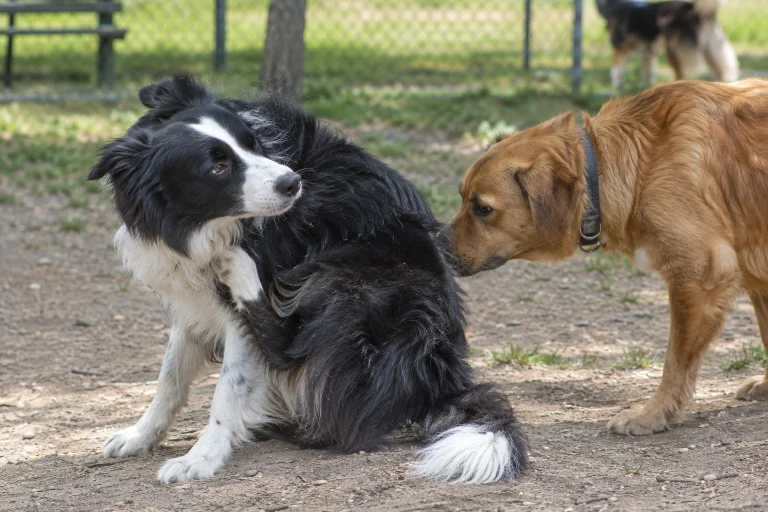 Border Collie reacting after contact with another dog at a park