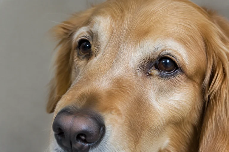 Close-up of a dog’s eye with a small amount of light crust near the inner corner
