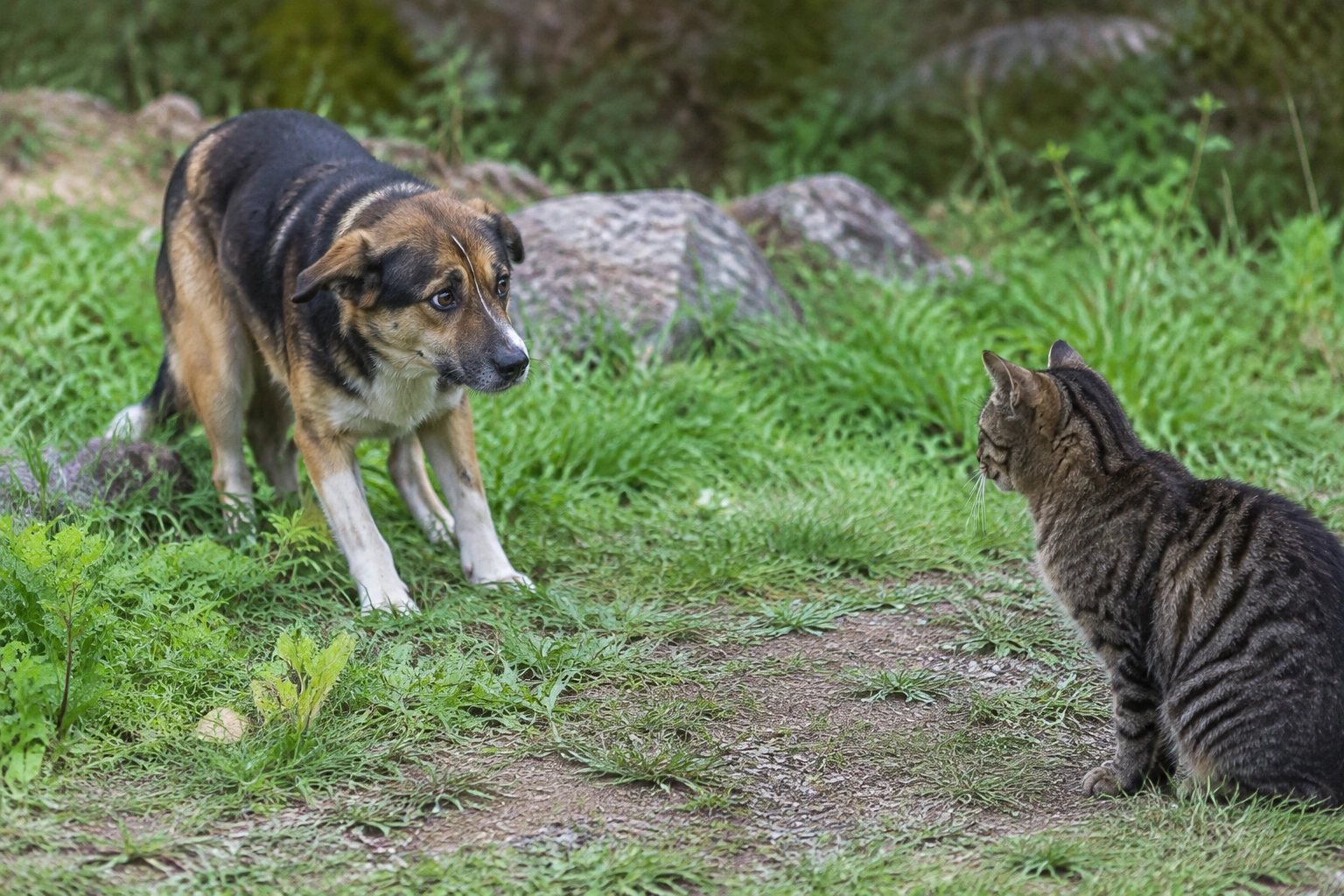 Dog showing subtle fear body language near another animal