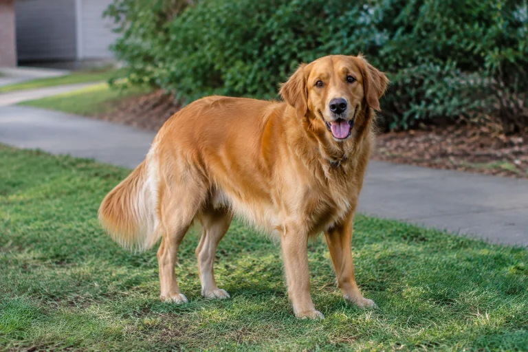 Dog standing in grass outdoors with a slightly wary posture