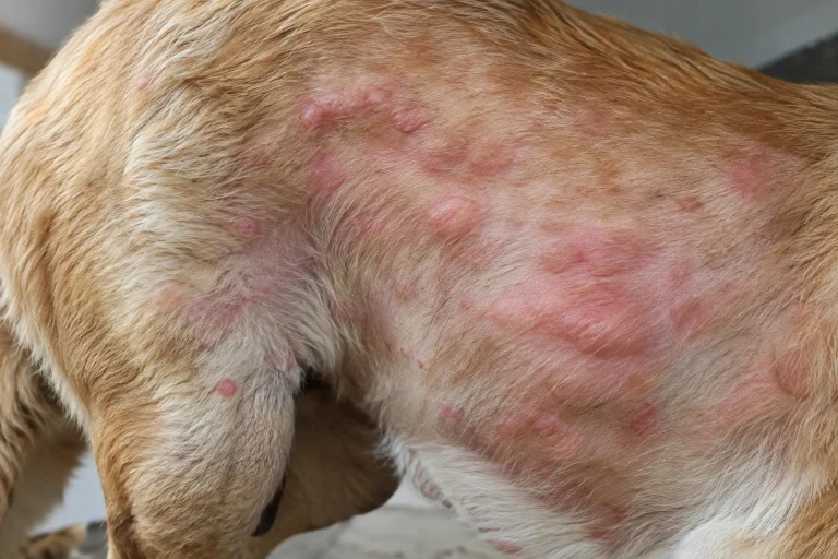 Dog skin with raised red hives-like welts