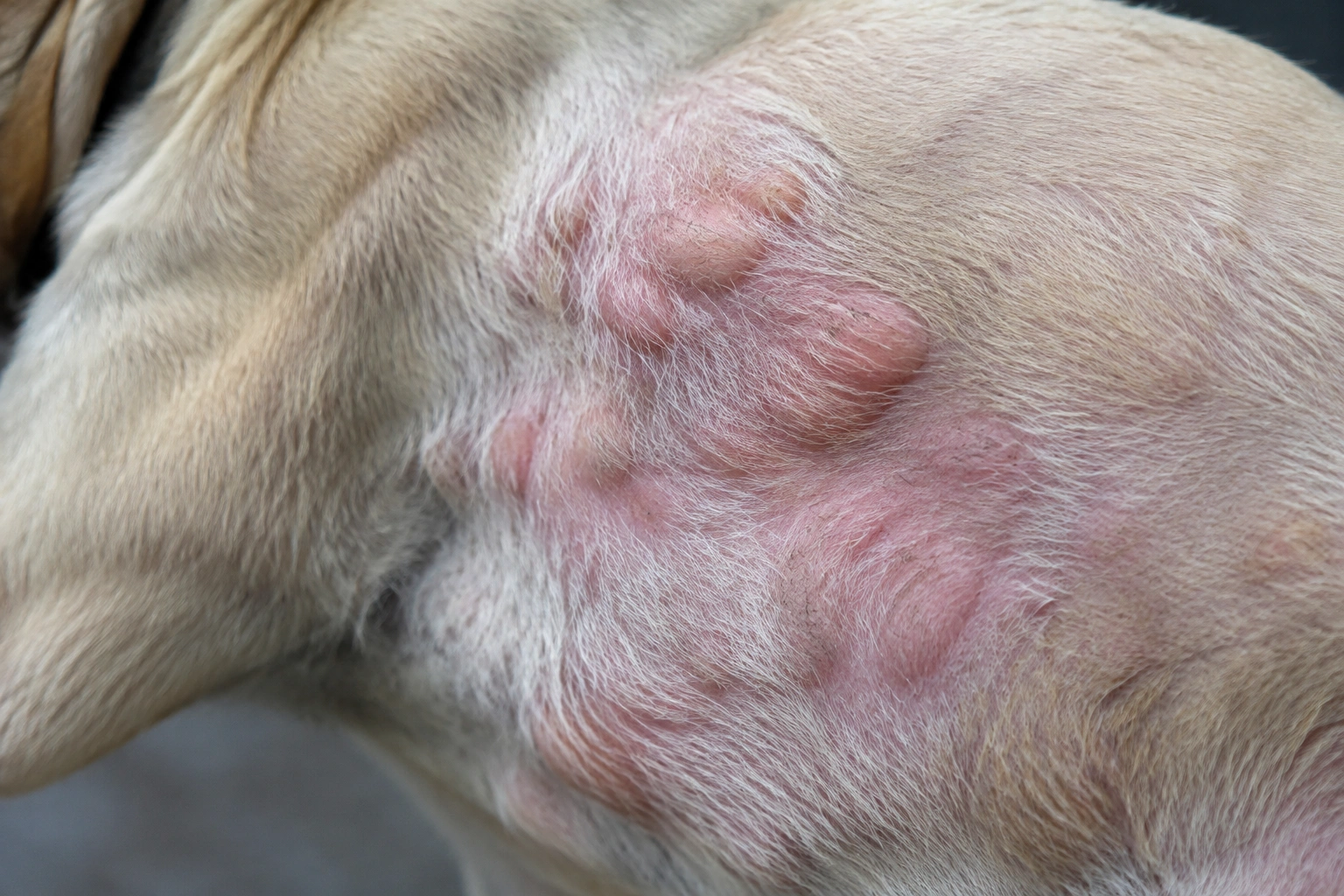 Raised puffy welts on a dog’s skin that look like hives