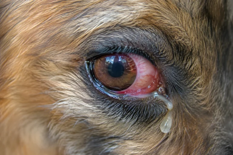 Close-up of a dog with a red irritated eye