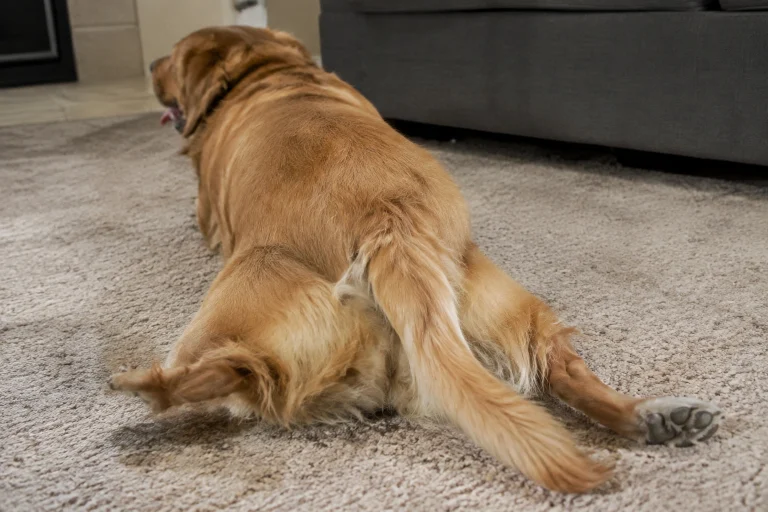 Dog scooting on a carpet