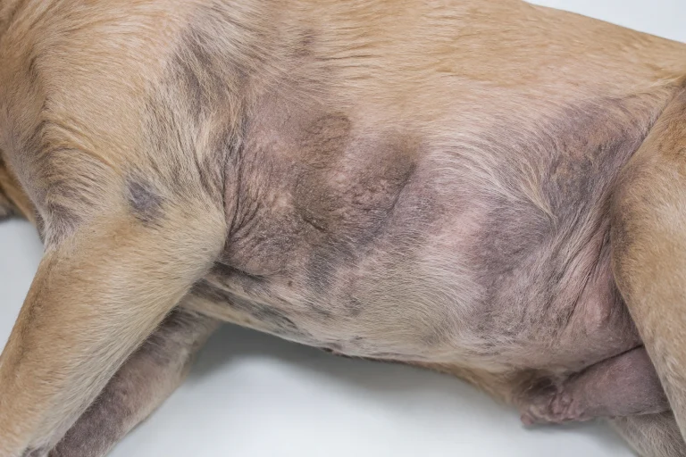 Dog skin darkening from chronic irritation and hyperpigmentation