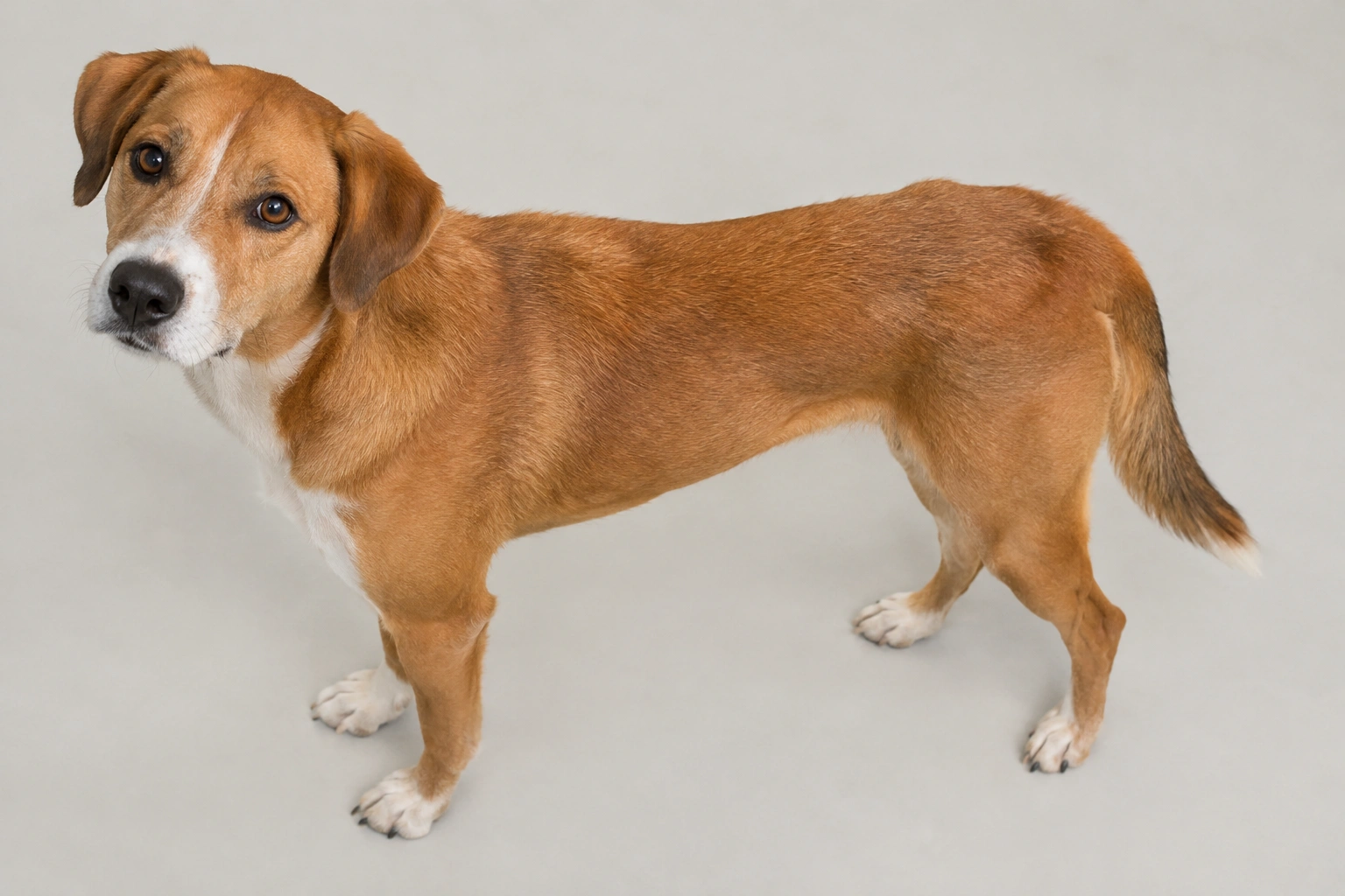 Healthy dog body shape with visible waist and abdominal tuck
