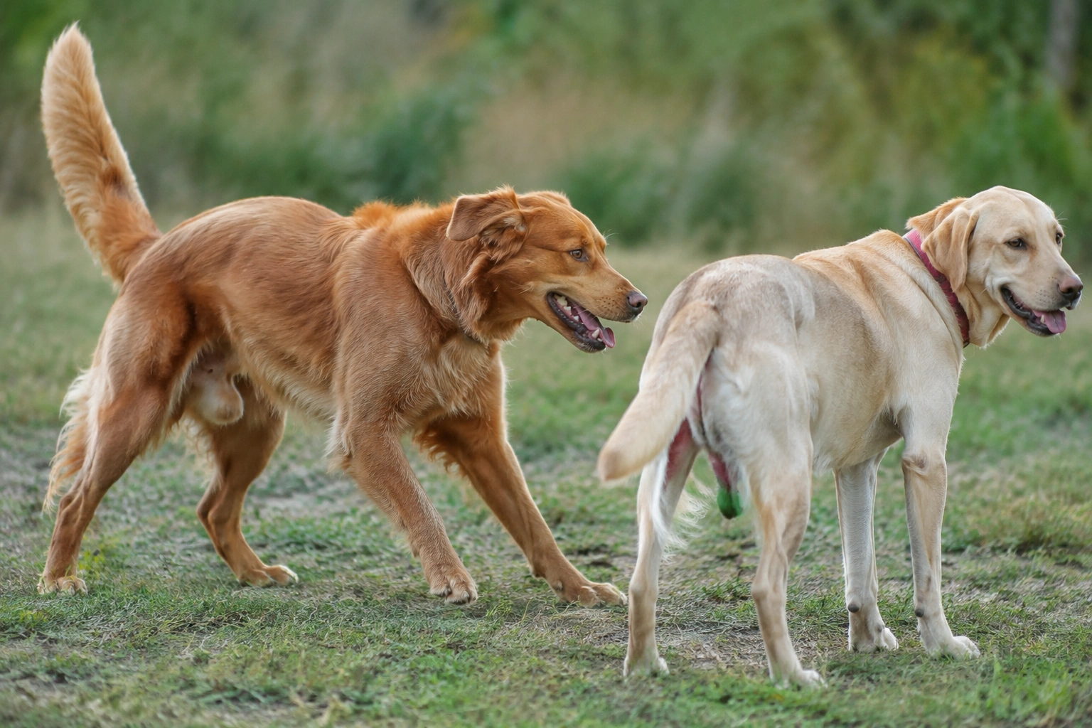 Male dog reacting to a female in heat