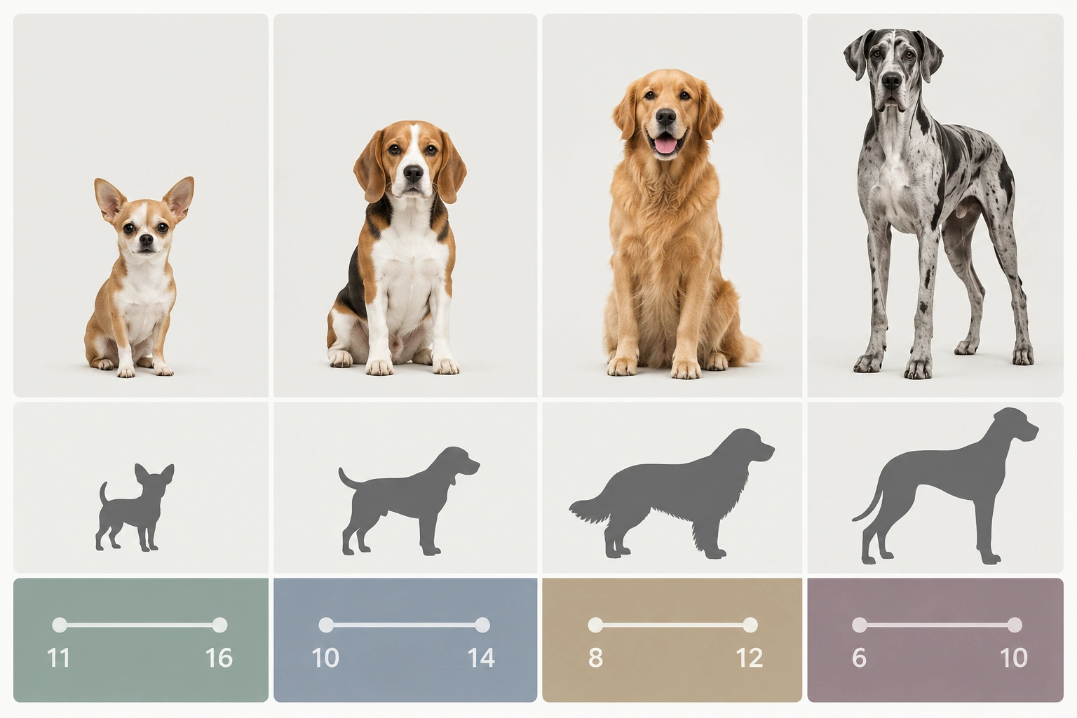 Table showing typical senior age ranges for small, medium, large, and giant dogs