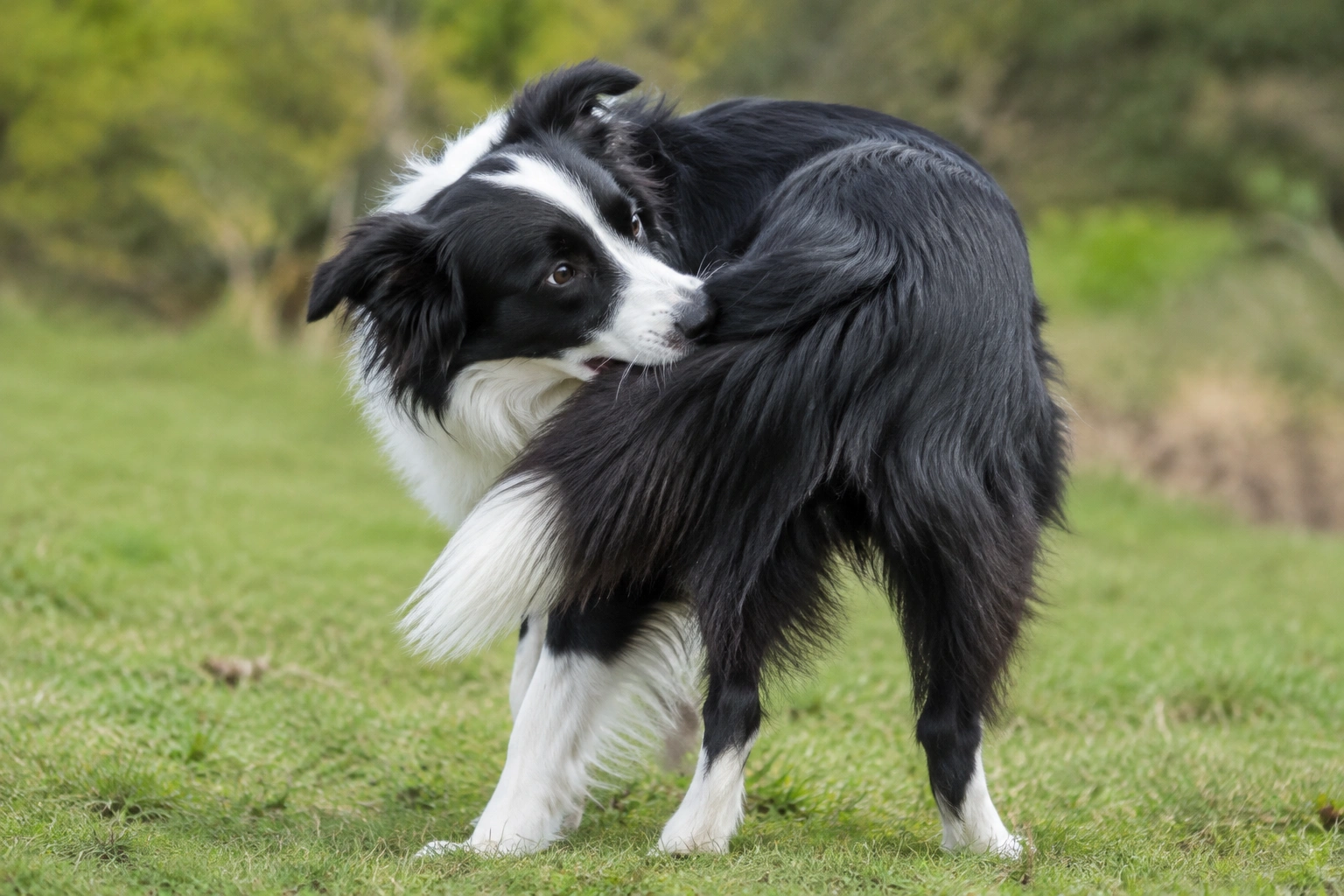 Border Collie biting her tail while standing in grass
